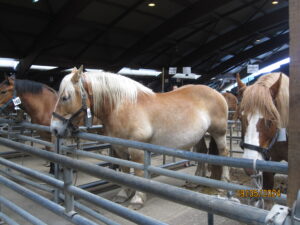 Concurso Equino 2025