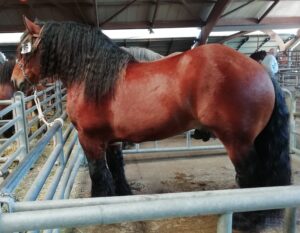 Concurso Equino 2026